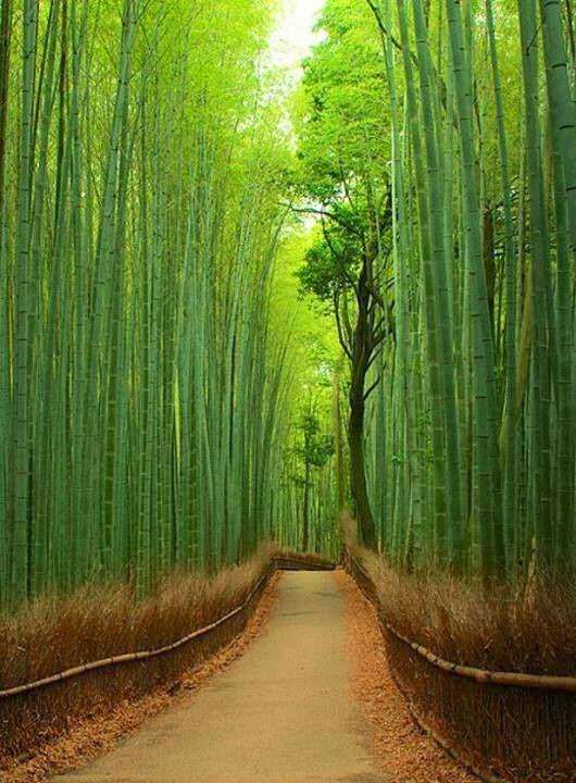 Bamboo Forest, Japan